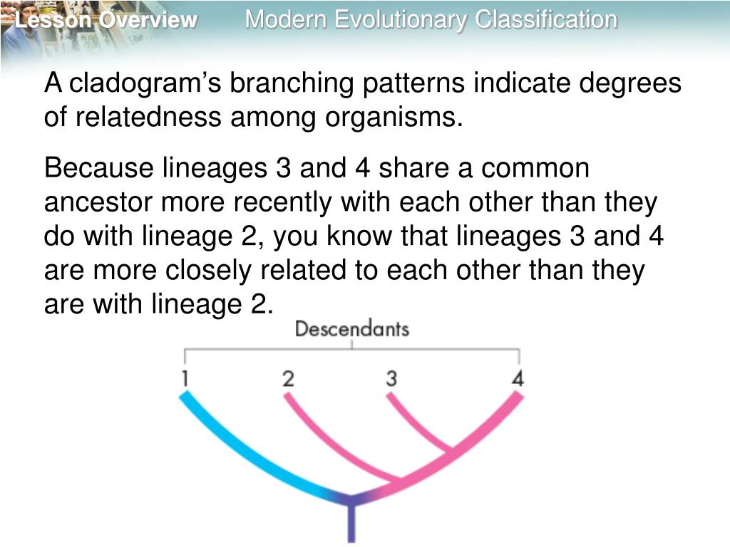 PPT - 18.2 Modern Evolutionary Classification PowerPoint Presentation