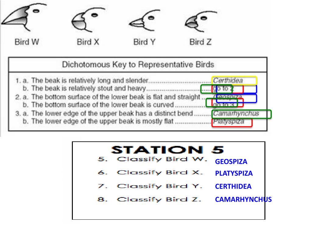 PPT Dichotomous Keys, Phylogenic Trees & Cladograms PowerPoint