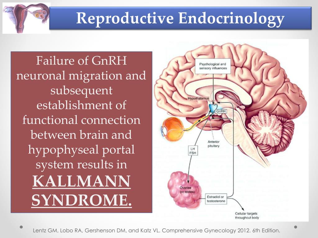 PPT REPRODUCTIVE ENDOCRINOLOGY PowerPoint Presentation, free download