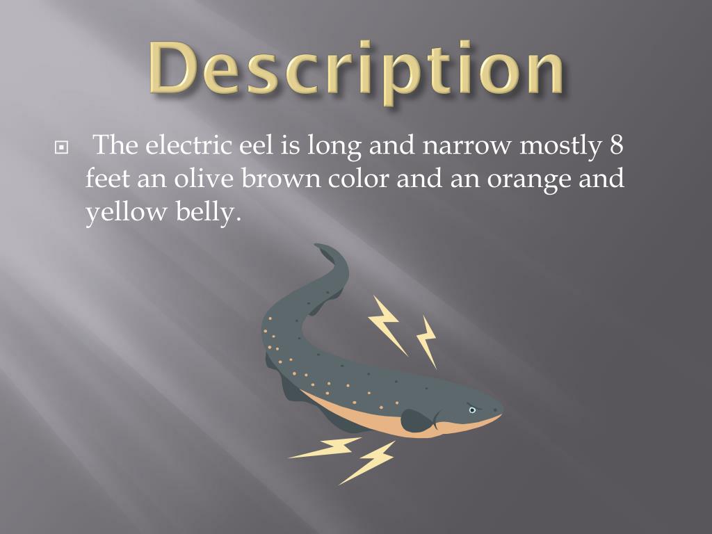 PPT Electric Eel PowerPoint Presentation, free download ID2133500