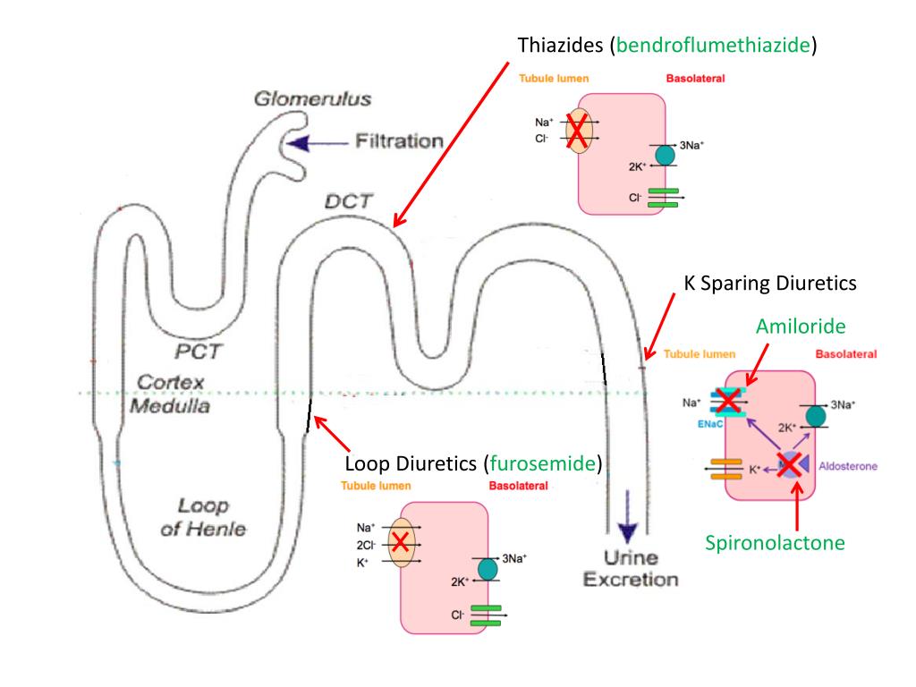 PPT Loop Diuretics ( furosemide ) PowerPoint