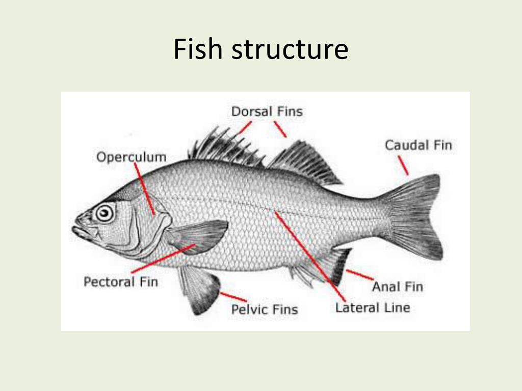 PPT Osteichthyes “bony fish” PowerPoint Presentation, free download