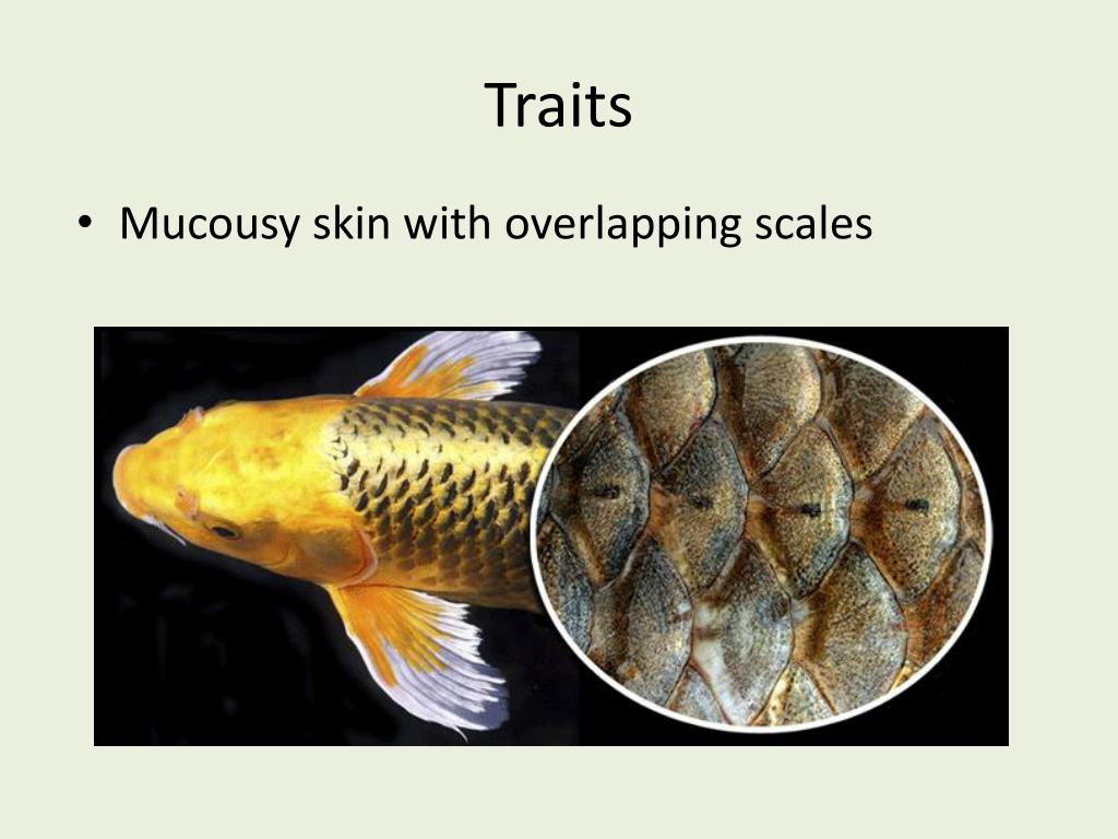 PPT Osteichthyes “bony fish” PowerPoint Presentation, free download