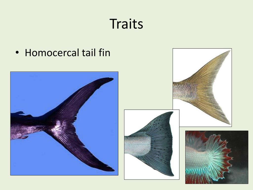 PPT Osteichthyes “bony fish” PowerPoint Presentation, free download