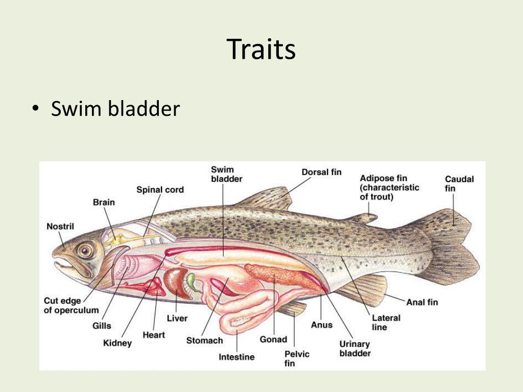 PPT Osteichthyes “bony fish” PowerPoint Presentation, free download