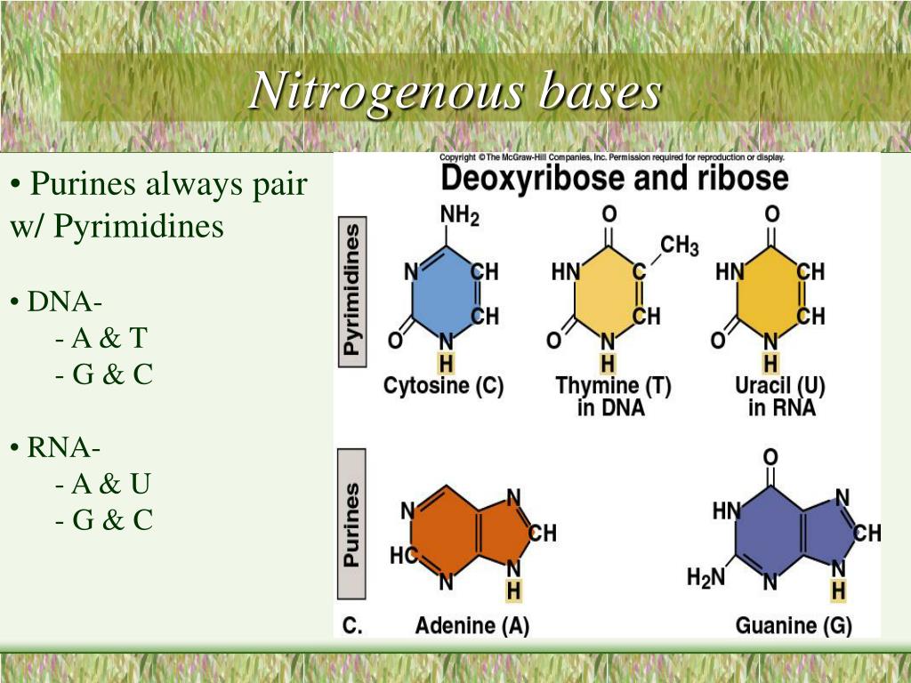 PPT Carbonbased compounds PowerPoint Presentation, free download