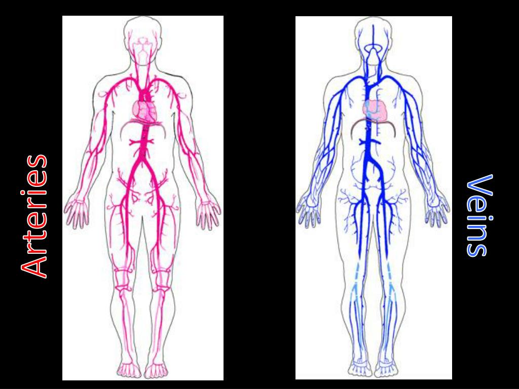 PPT Circulatory System DHO Chapter 78 PowerPoint Presentation, free
