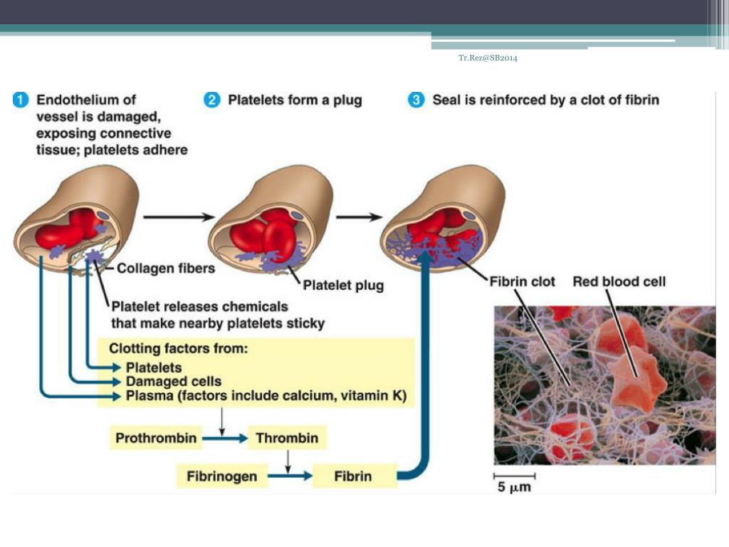PPT The mechanism of blood clotting PowerPoint Presentation, free