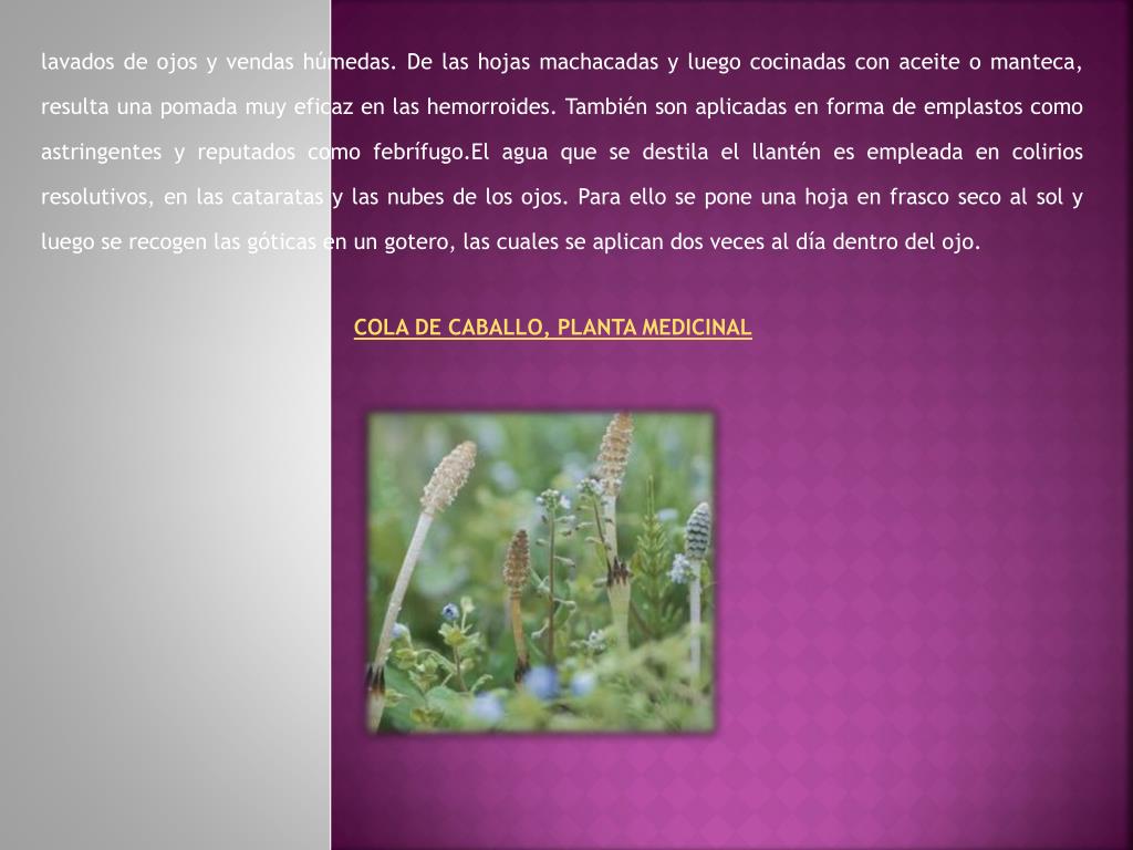 Funcion De La Planta Medicinal Cola De Caballo Plantă Blog