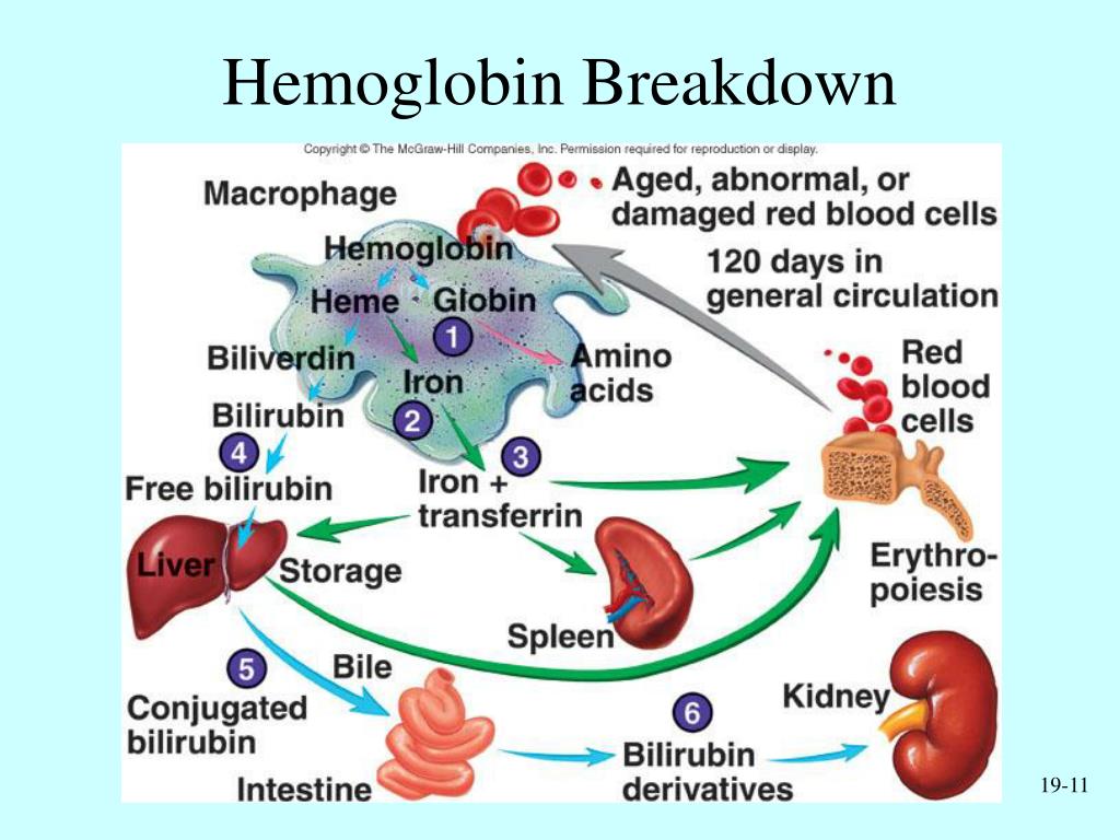 PPT Cardiovascular System Blood PowerPoint Presentation, free