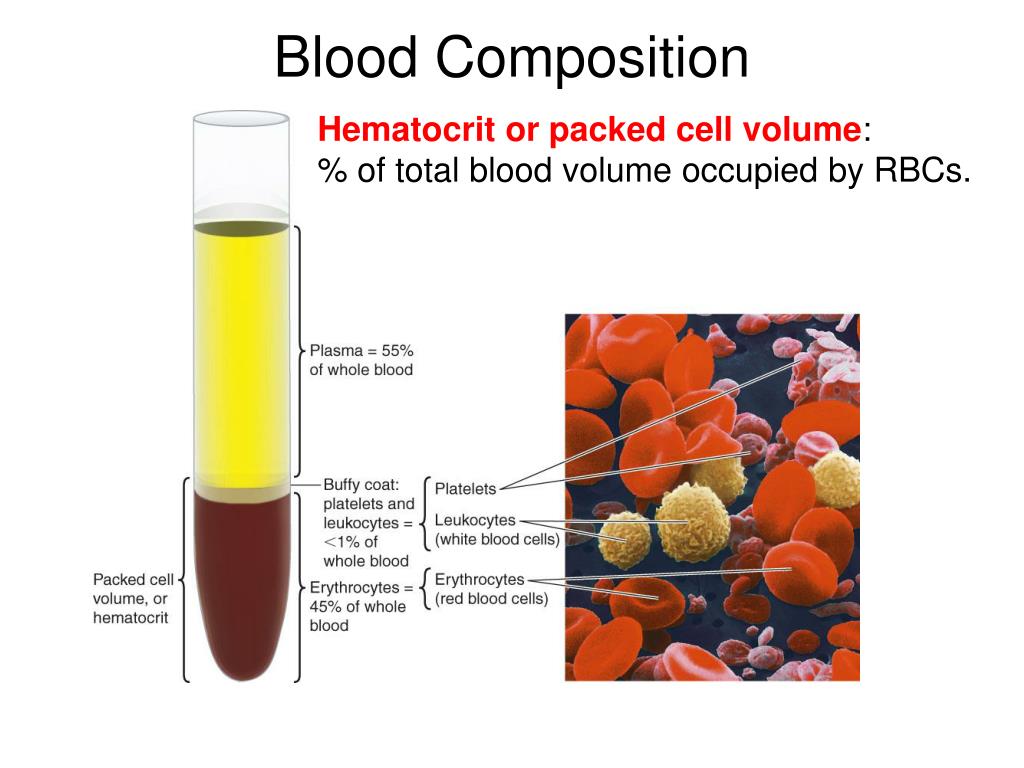 PPT The Blood and B lood Vessels PowerPoint Presentation, free
