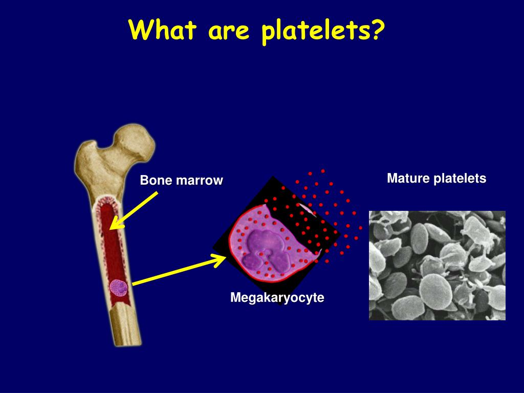 PPT Platelet Structure & Function PowerPoint Presentation, free