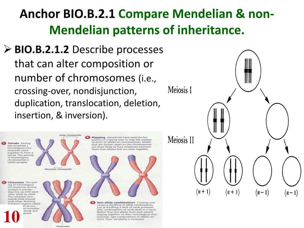 PPT Anchor BIO.B.2.1 Compare Mendelian & nonMendelian patterns of