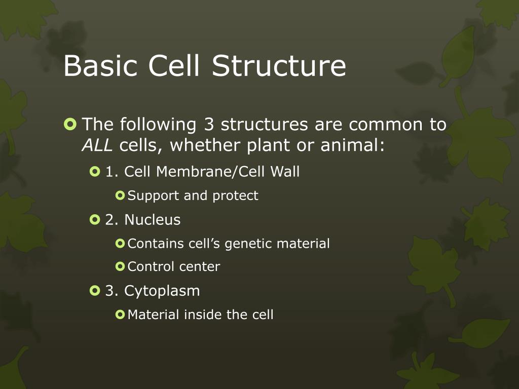 Where Do Plants Get Their Energy Plant Ideas