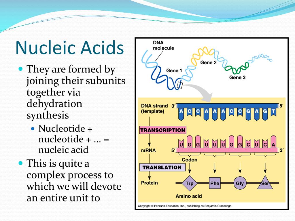 PPT Biology 12 PowerPoint Presentation, free download ID2139278
