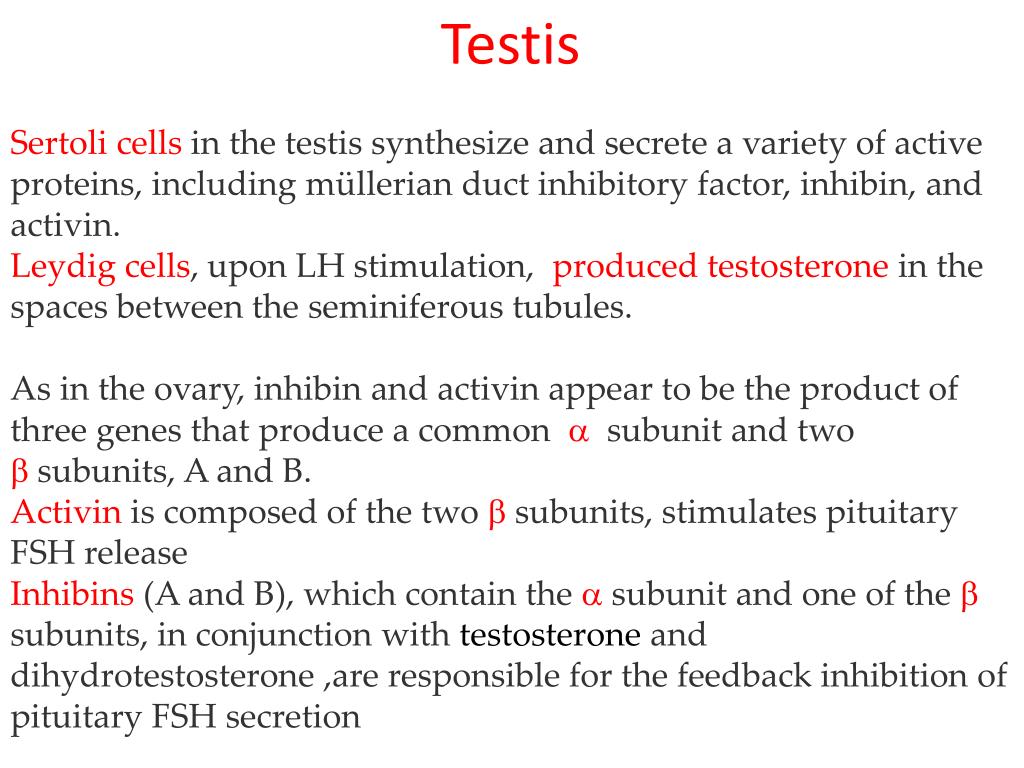 PPT GONADAL HORMONES ESTROGENS AND ANDROGENS PowerPoint Presentation