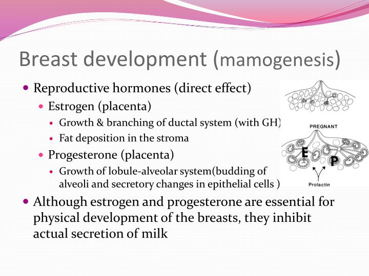 PPT Hormones affecting the breast PowerPoint Presentation ID2139491