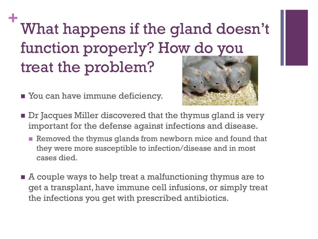 PPT The Thymus Gland PowerPoint Presentation, free download ID2139533