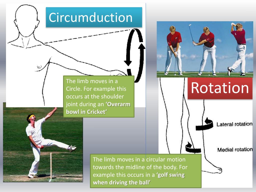 PPT Joints and their classifications PowerPoint Presentation, free