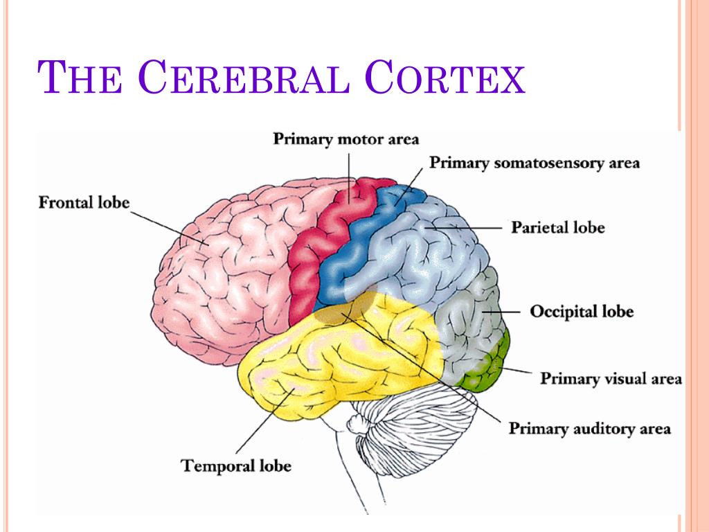 PPT The Cerebral Cortex PowerPoint Presentation, free download ID