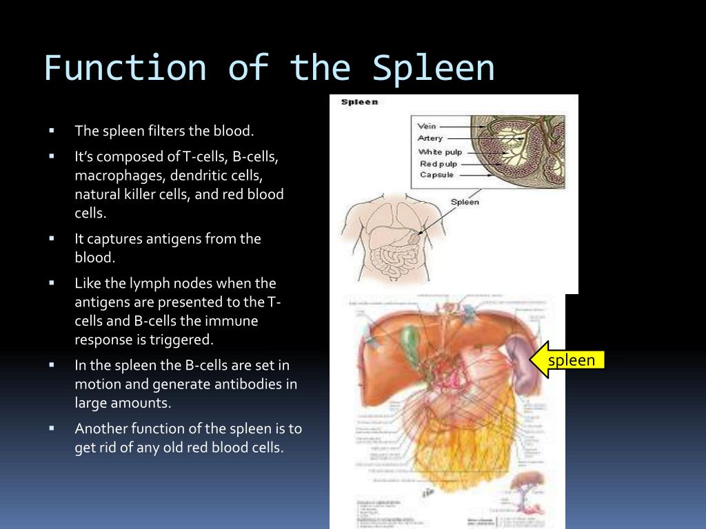 PPT Immune System PowerPoint Presentation, free download ID2140110
