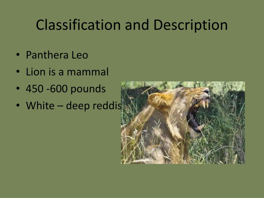 PPT Africa Lion PowerPoint Presentation, free download ID2141093