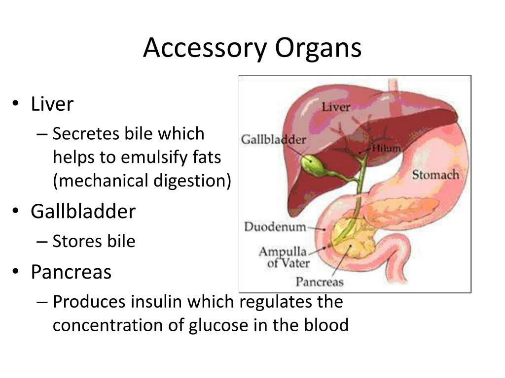 PPT Digestive System PowerPoint Presentation, free download ID2141339