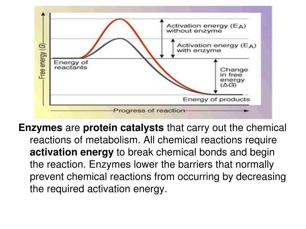 PPT Biomolecules PowerPoint Presentation, free download ID2142839