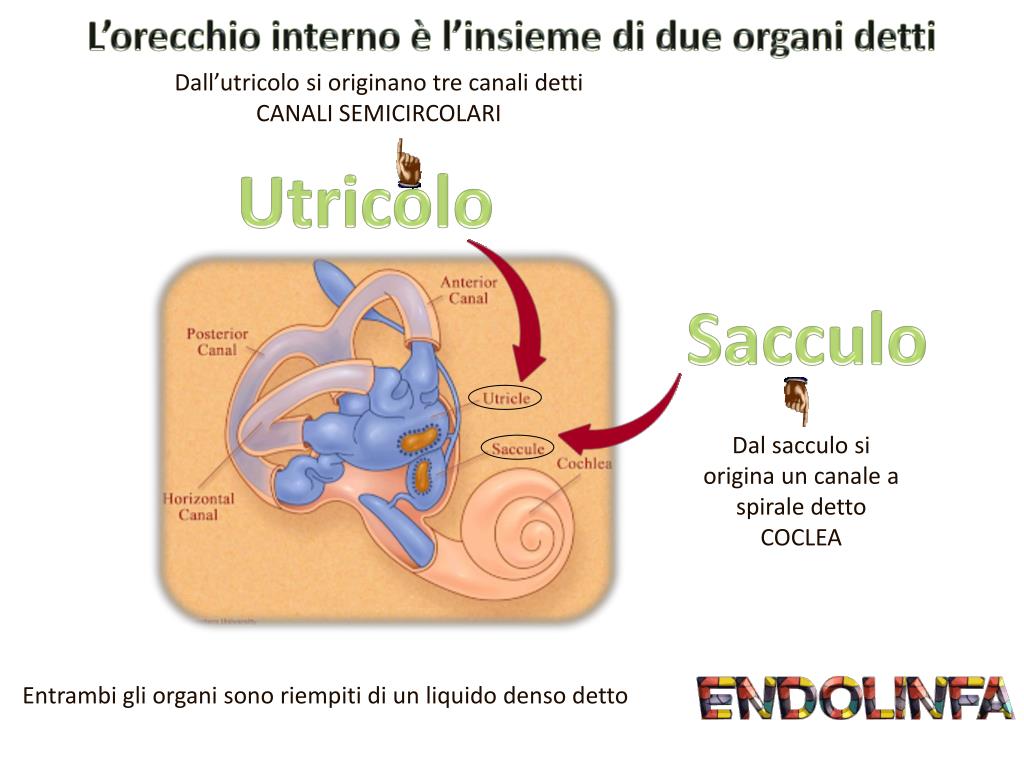 PPT Udito PowerPoint Presentation, free download ID2142902