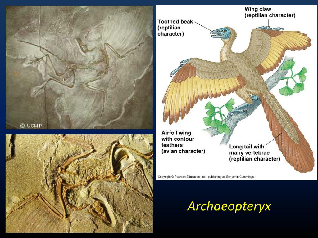 PPT Phylogeny of Birds Class Aves PowerPoint Presentation, free