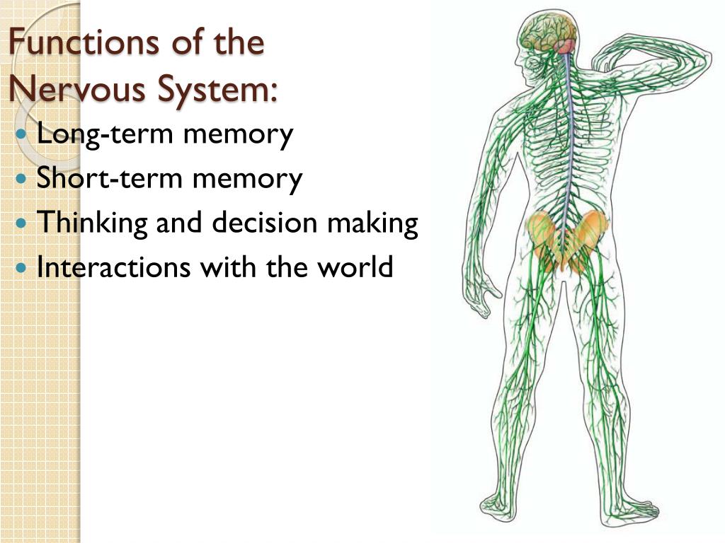 Human Nervous System Structure And Functions Explained