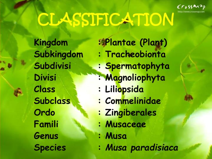 PPT BANANA PLANT BREEDING PowerPoint Presentation ID2144945