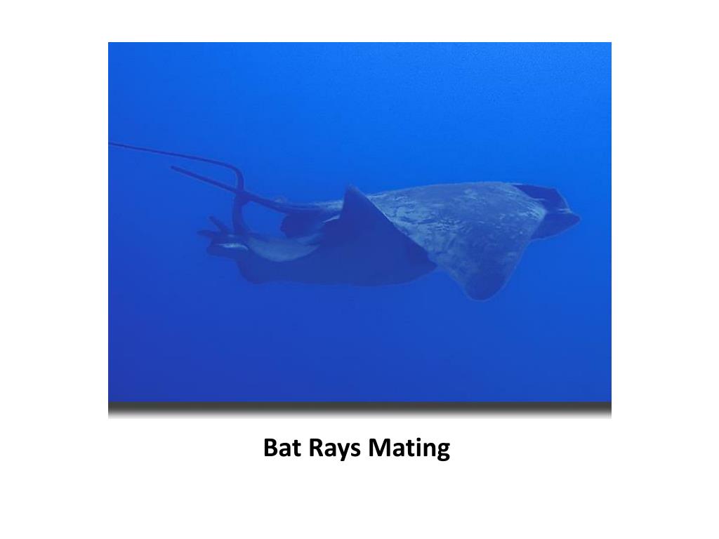 PPT Bat Ray PowerPoint Presentation, free download ID2145409