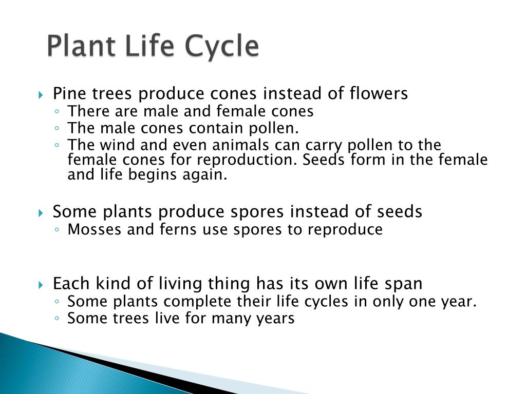 PPT Life Cycles of Plants PowerPoint Presentation, free download ID