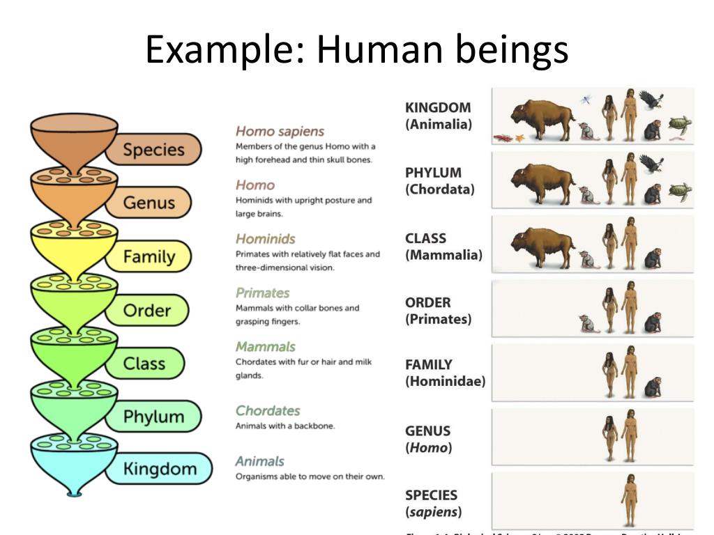 PPT Classification system PowerPoint Presentation, free download ID