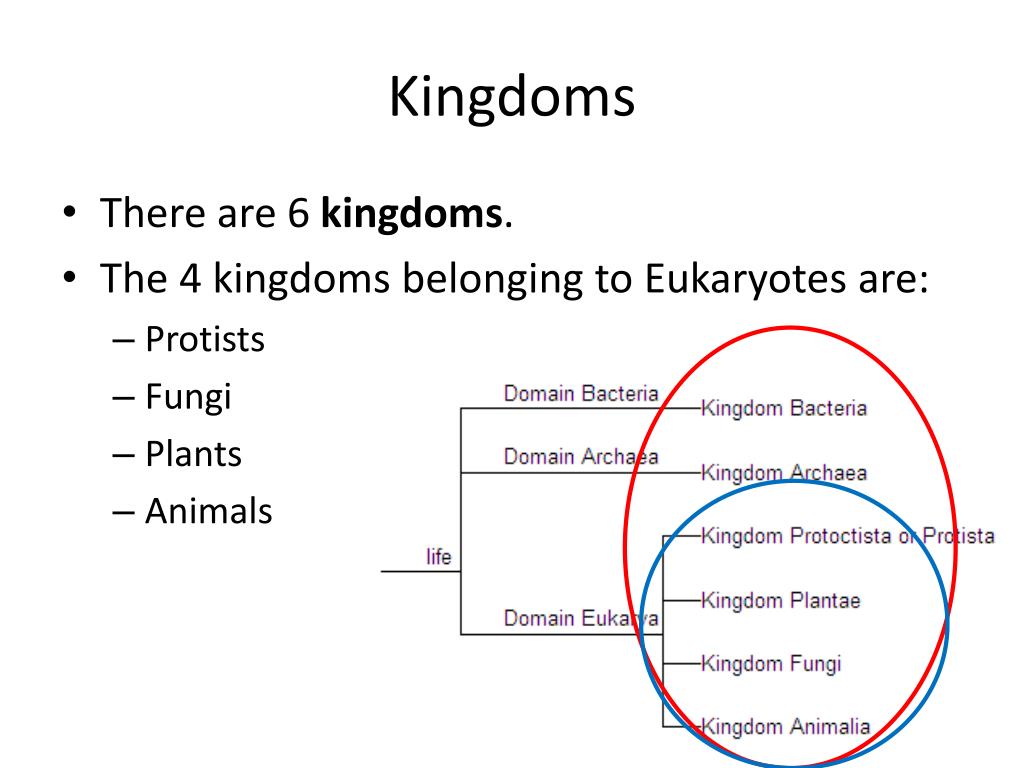 PPT Classification system PowerPoint Presentation, free download ID