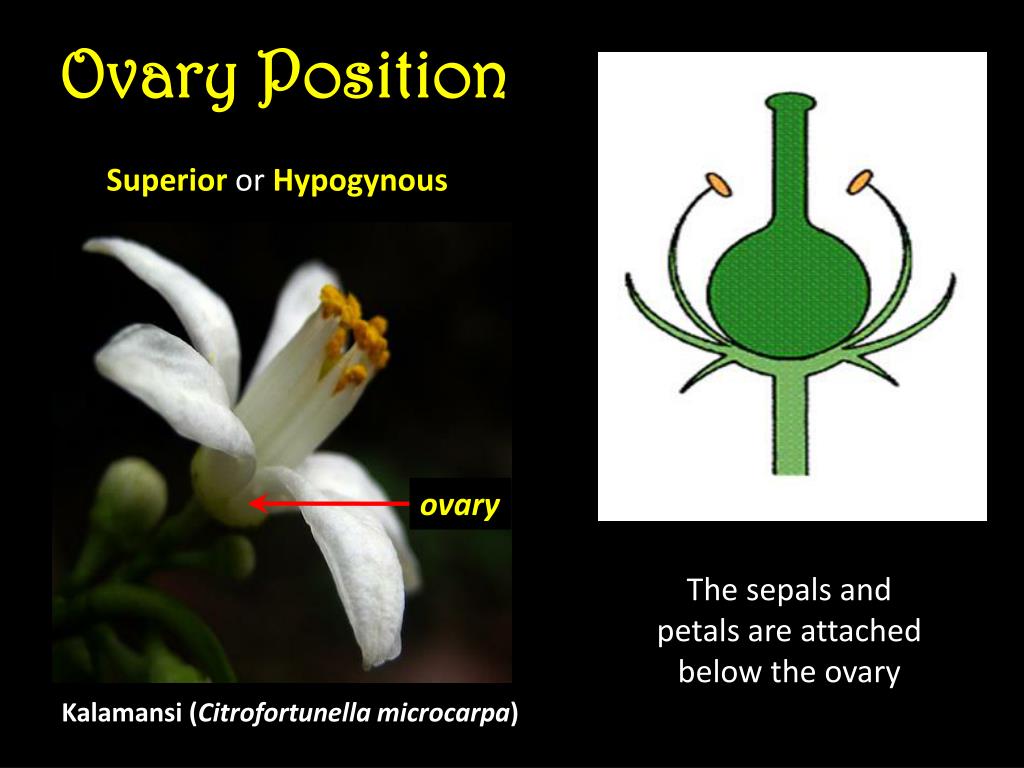 PPT Flowers PowerPoint Presentation, free download ID2147513