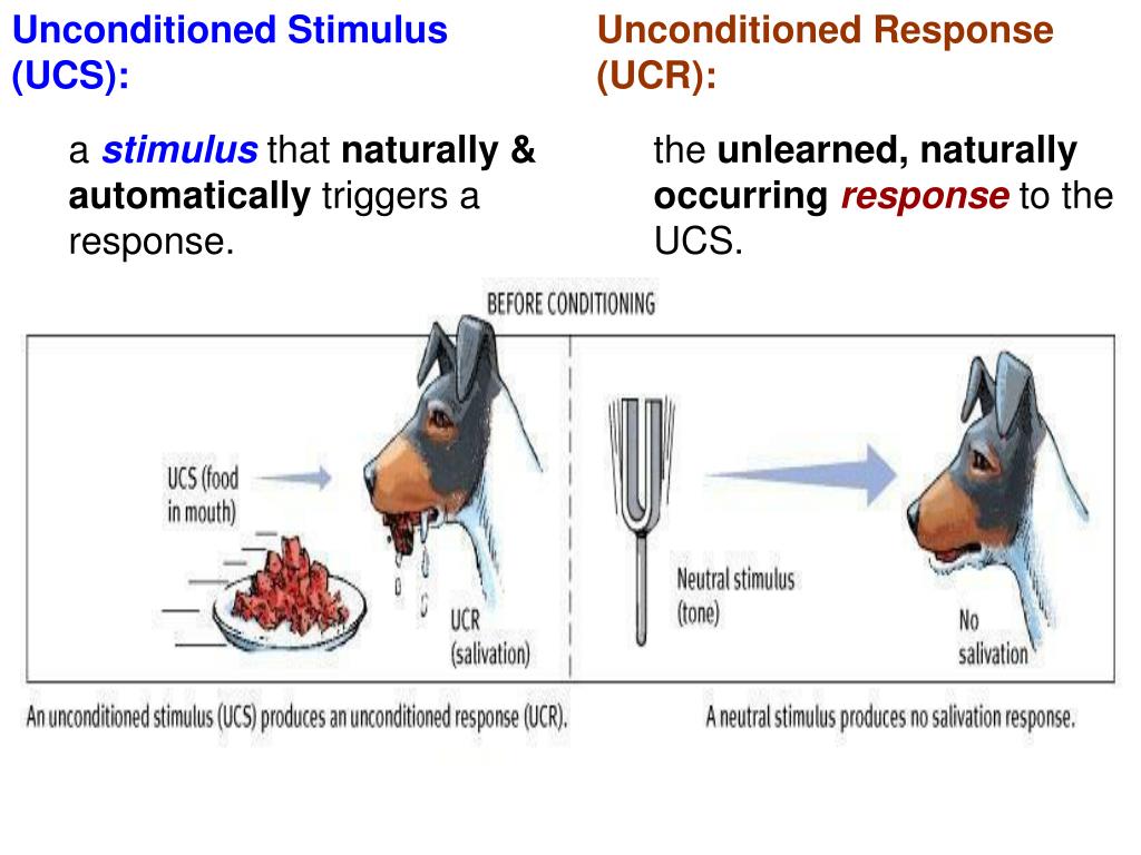 PPT AP Psychology Mr. Duez Chapter 6 LEARNING “Classical Conditioning” PowerPoint