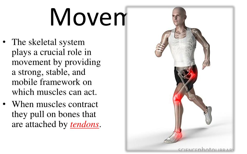 PPT Skeletal, Muscular, and Nervous System PowerPoint Presentation