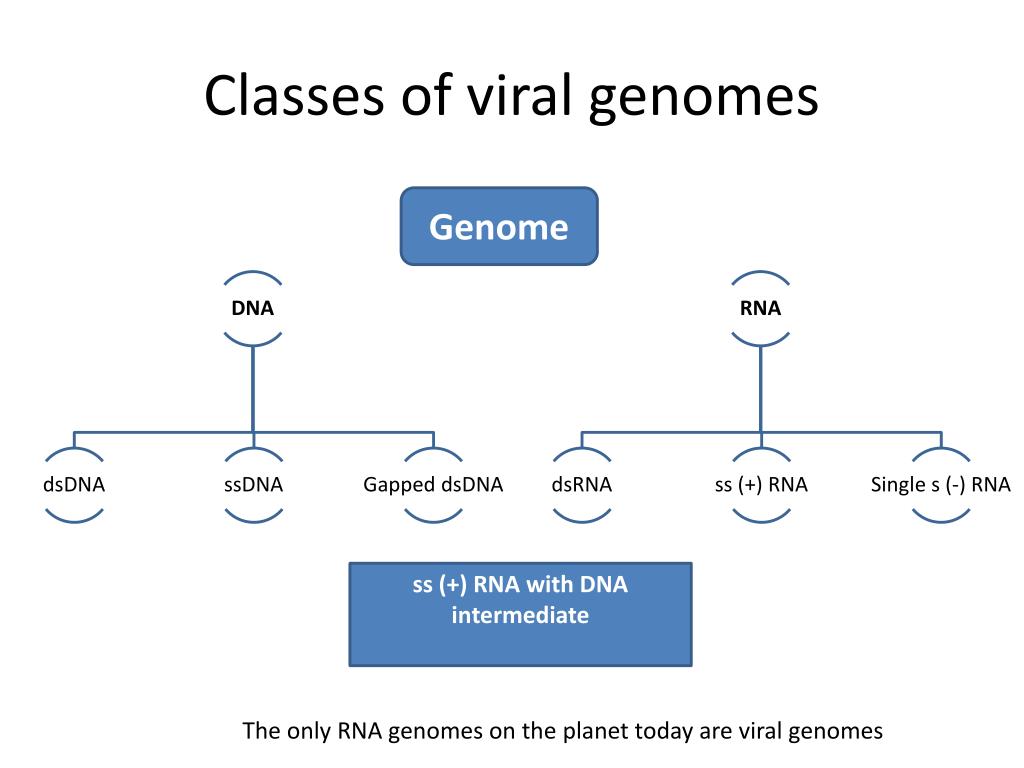 PPT Virus Structure (Genome) PowerPoint Presentation, free download