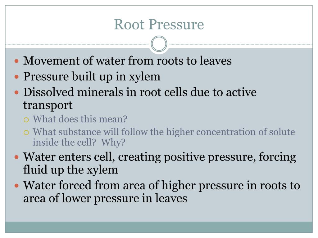 PPT Transport in Plants PowerPoint Presentation, free download ID
