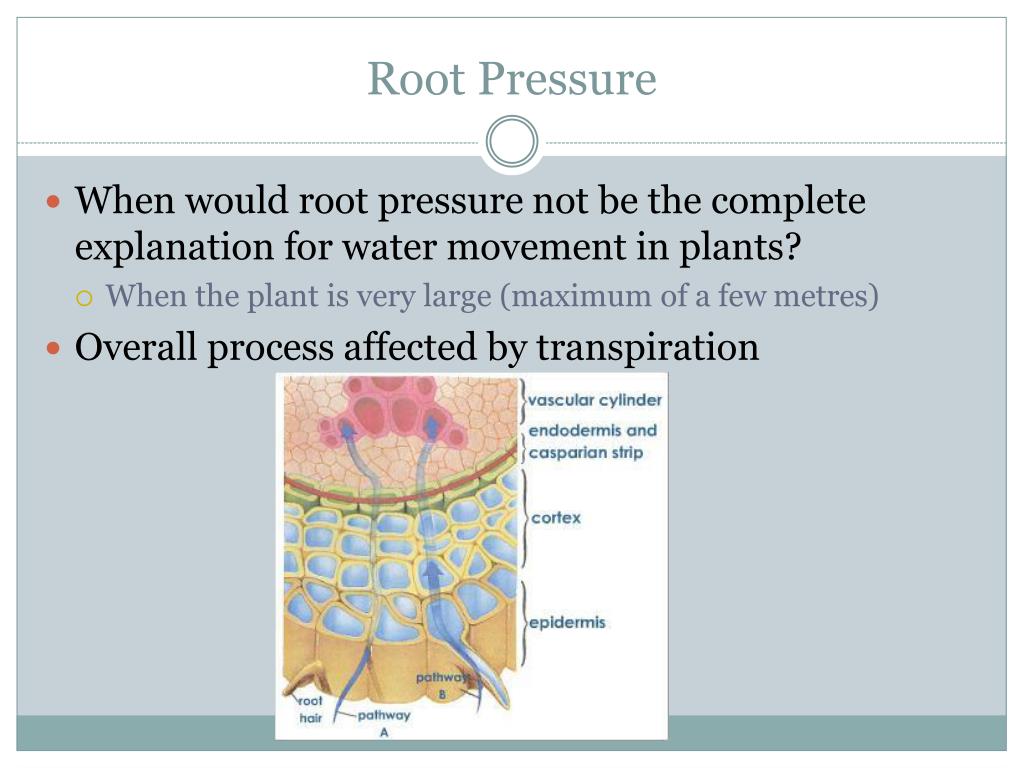 PPT Transport in Plants PowerPoint Presentation, free download ID