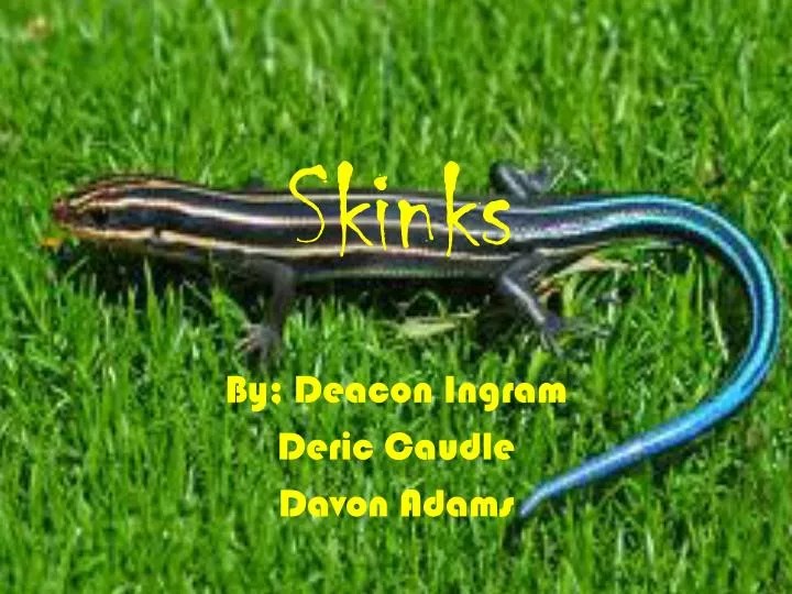 Ppt - Skinks Powerpoint Presentation, Free Download - Id:2151874