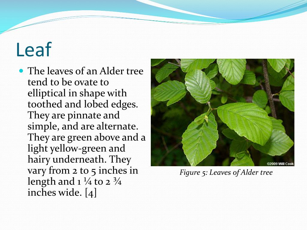 PPT Alder Common or Smooth PowerPoint Presentation, free download