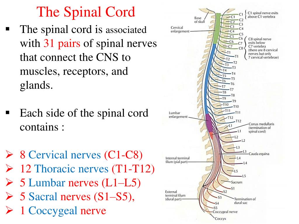 PPT Spinal Cord PowerPoint Presentation, free download ID2155523