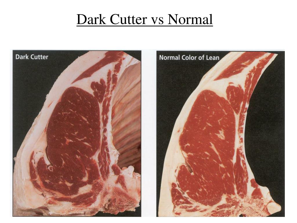 PPT CONVERSION OF MUSCLE TO MEAT PowerPoint Presentation, free