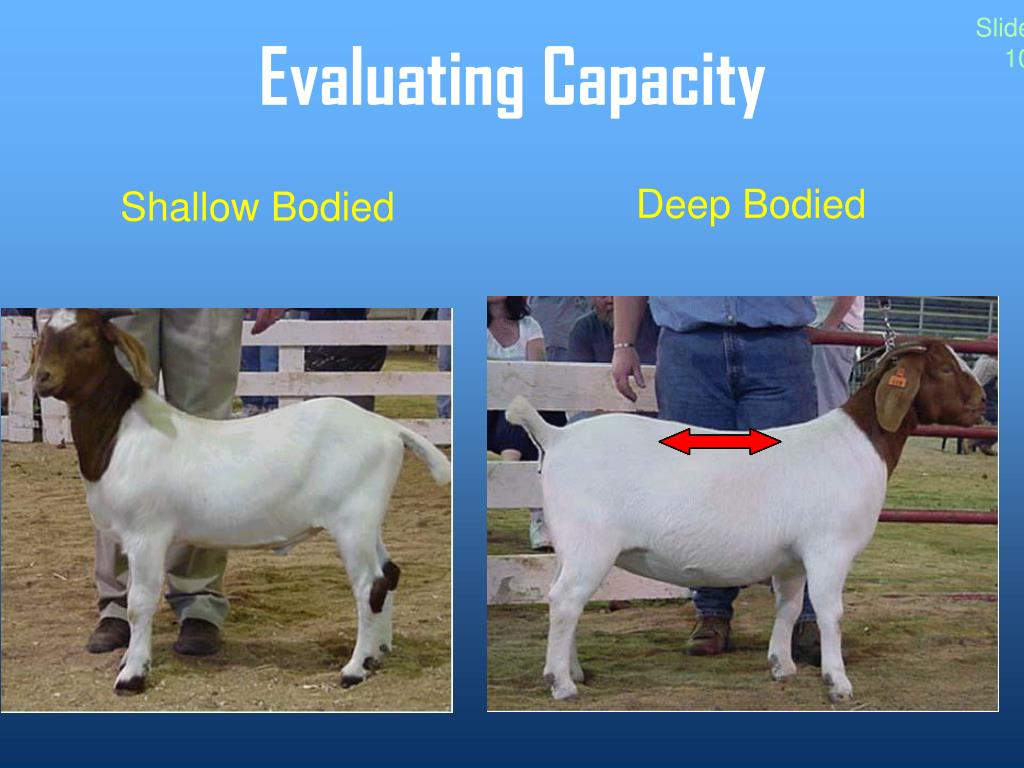 PPT Judging Meat Goats PowerPoint Presentation, free download ID