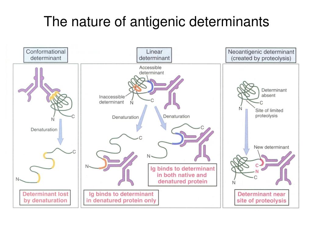 PPT DEFINITION AND TYPES OF ANTIGENS Any chemical structure Soluble
