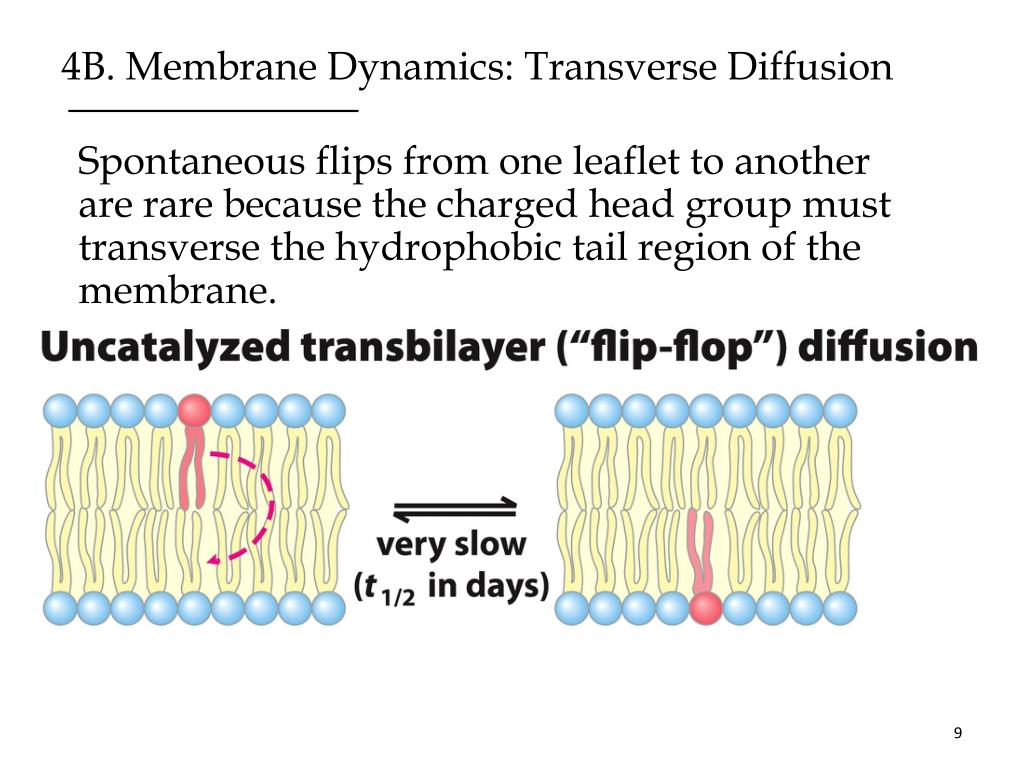 PPT The Physical Properties of Biological Membranes PowerPoint Presentation ID2160390