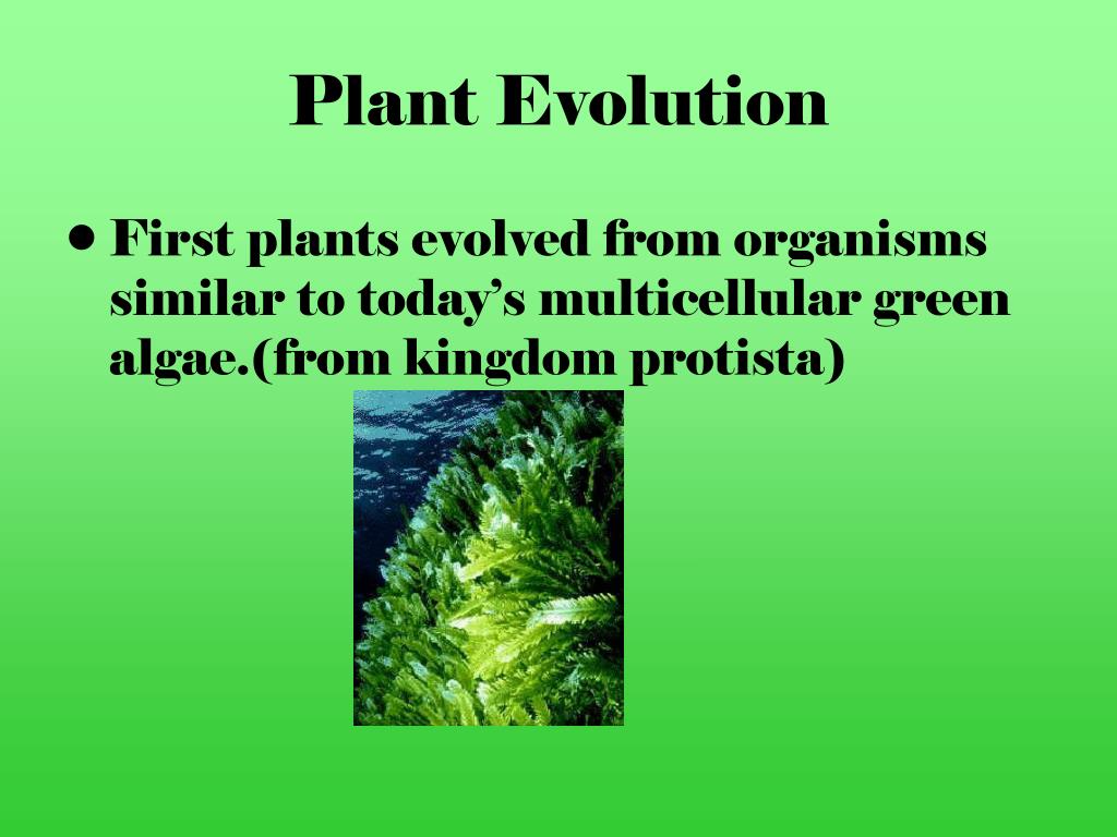 PPT Kingdom Plantae PowerPoint Presentation, free download ID2160596